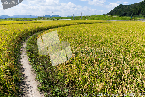 Image of Walkway though Paddy rice