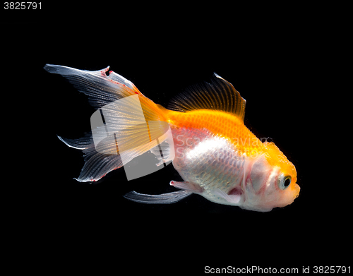 Image of Goldfish isolated on black background