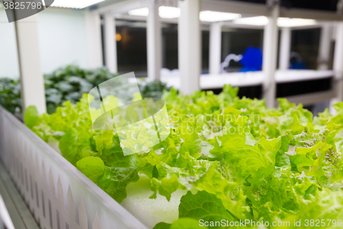 Image of Hydroponic plantation system