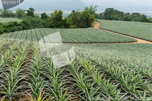 Image of Pineapple fruit field