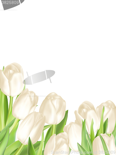 Image of Bouquet of white tulips. EPS 10