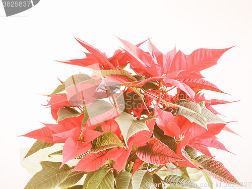 Image of Retro looking Poinsettia Christmas star