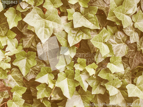 Image of Retro looking Ivy leaves