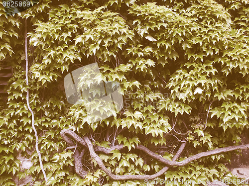 Image of Retro looking Leaves background