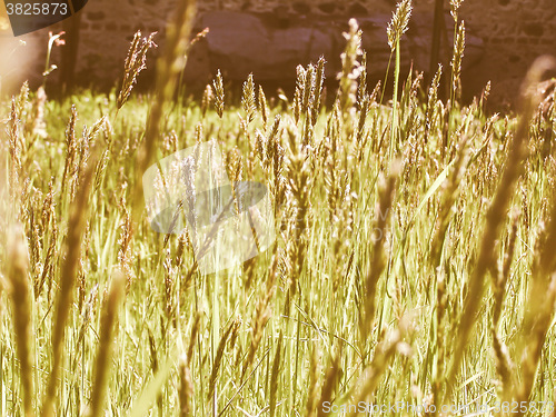 Image of Retro looking Grass meadow weed