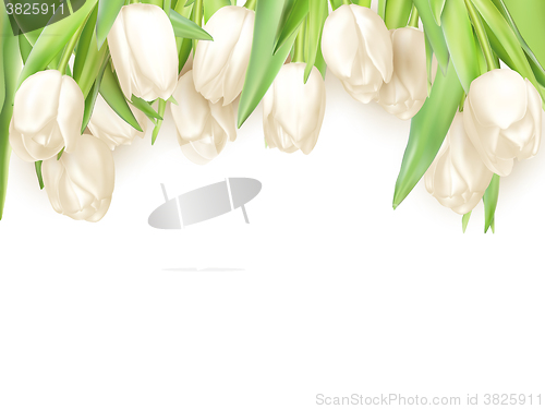 Image of Isolated tulip frame. EPS 10