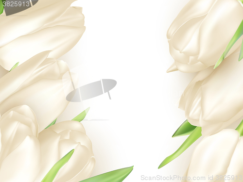 Image of Isolated tulip frame. EPS 10