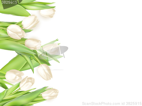Image of Isolated tulip frame. EPS 10