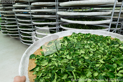 Image of Fermentation of tea