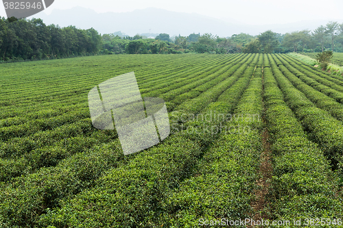 Image of Tea plantation farmland