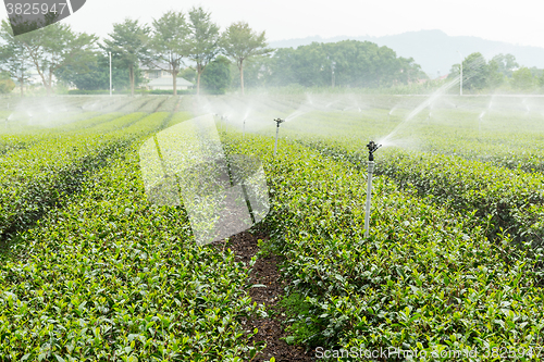 Image of Water supply for green tea farm in TaiTung, TaiWan