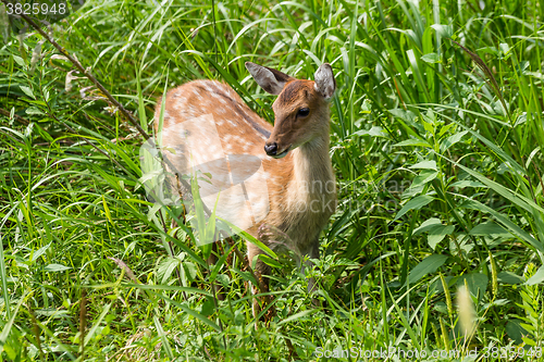 Image of Wild Red Deer
