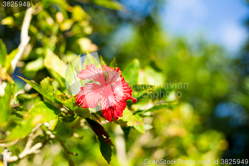 Image of Red hibiscus