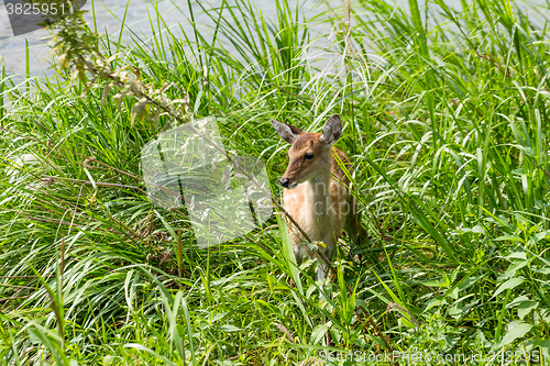 Image of Roe deer 