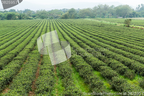 Image of Green Tea Farmland