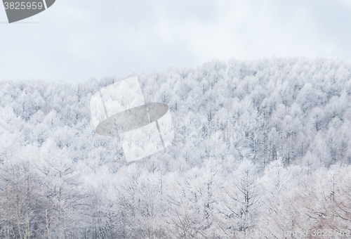 Image of Foggy winter landscape in the mountains