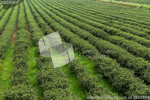 Image of Fresh green tea plantation