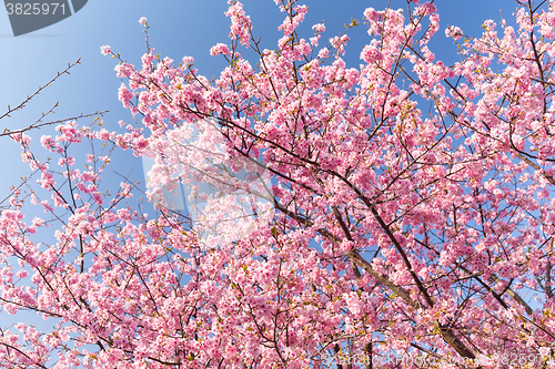 Image of Sakura tree with blue sky