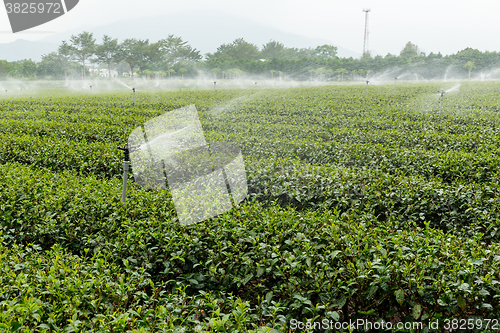 Image of Tea farm 