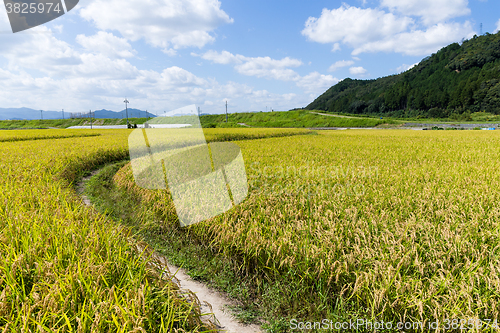 Image of Asia paddy field