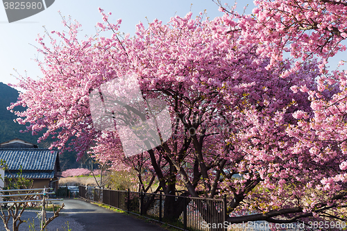 Image of Beautiful sakura tree