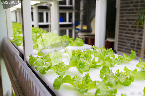 Image of Plants cultivated in hydroponic system