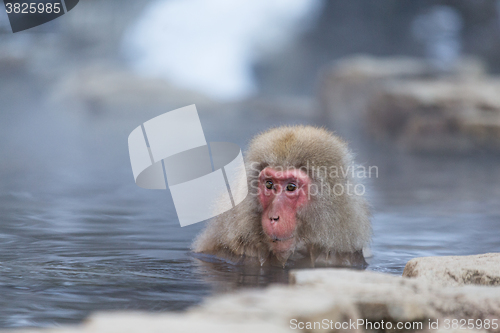 Image of Snow monkey taking bath with hot spring water,