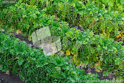 Image of Radishes plant in a farm field