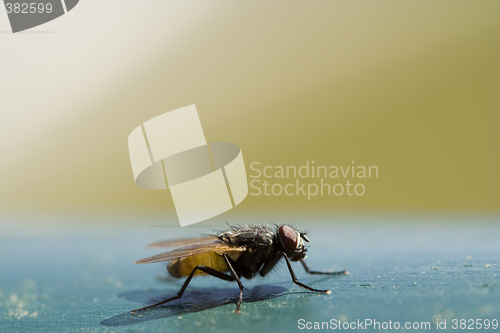 Image of Nasty housefly