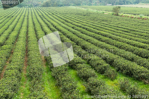 Image of Water sprinkler at the tea farm