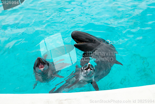 Image of Dolphin and Whale ask for food