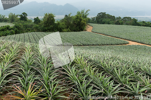 Image of Pineapple fruit farm