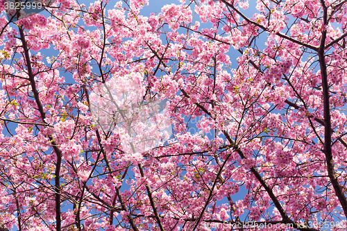 Image of Sakura cherry