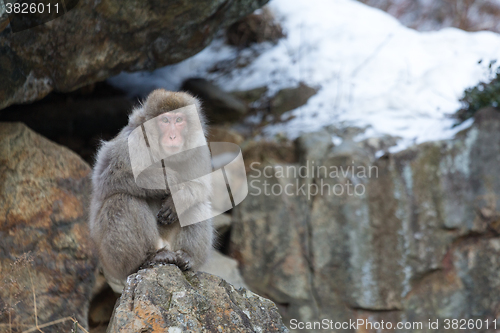 Image of Snow monkey