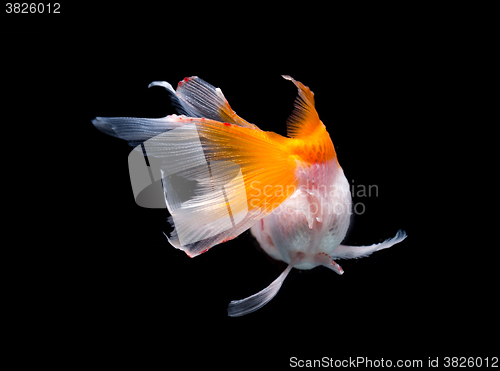 Image of The rear view of Gold fish