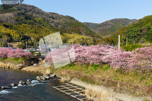 Image of Sakura tree in kawazu