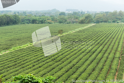 Image of Tea plantation