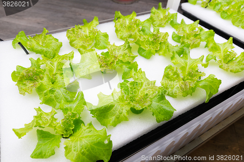 Image of Cultivation vegetables in hydroponics system at indoor