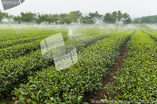 Image of Green Tea Farm in TaiWan