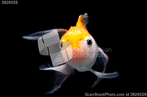 Image of Oranda Goldfish