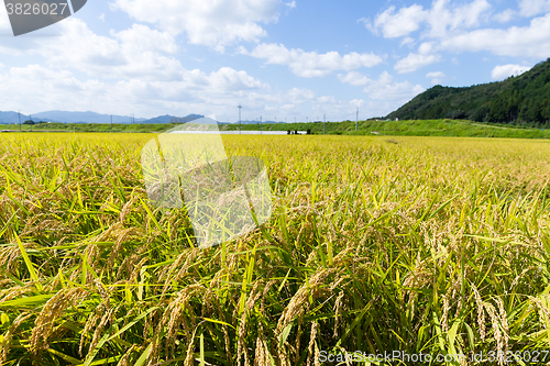 Image of Rice meadow