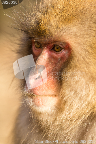 Image of Thinking monkey