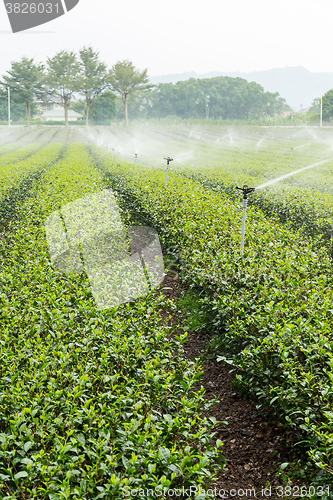 Image of Watering with sprinkler of green tea farm in TaiTung, TaiWan