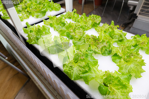 Image of Hydroponic vegetable is planted in a garden