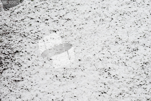 Image of Snow on meadow