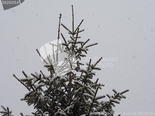 Image of Winter scene with snow - copy space