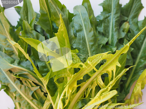 Image of Catalonian chicory salad