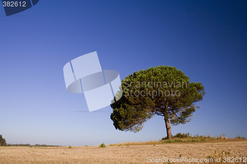 Image of Lonely Tree on blue