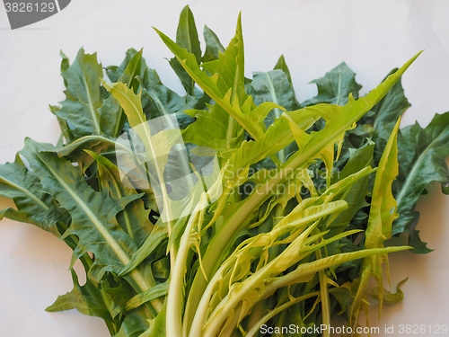 Image of Catalonian chicory salad