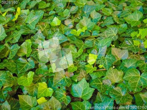 Image of Ivy leaves